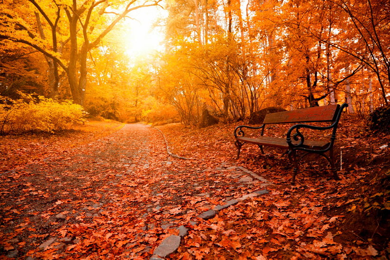 Wooden Bench in Autumn — Orange, Serene, Photograph