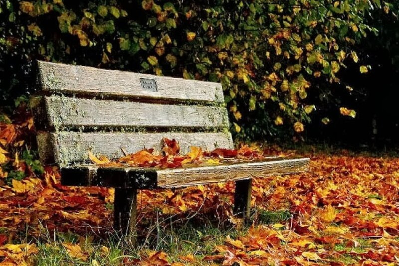 Wooden Bench in Autumn — Orange, Serene