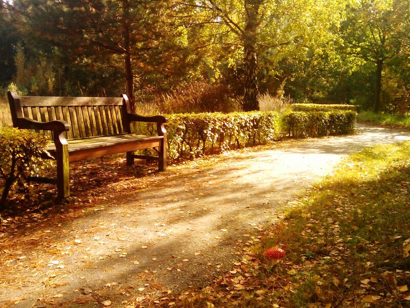 Wooden bench in autumn park