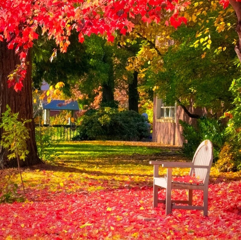 Wooden Bench in Autumn — Red, Serene