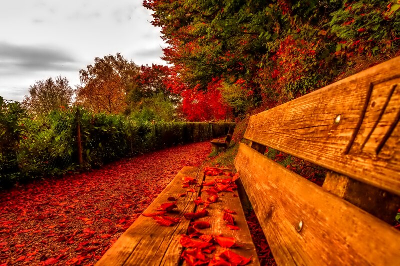 Wooden Bench in Autumn — Red