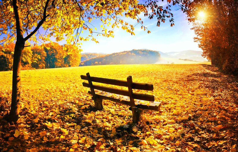 Wooden Bench in Autumn — Yellow, Serene, Photograph