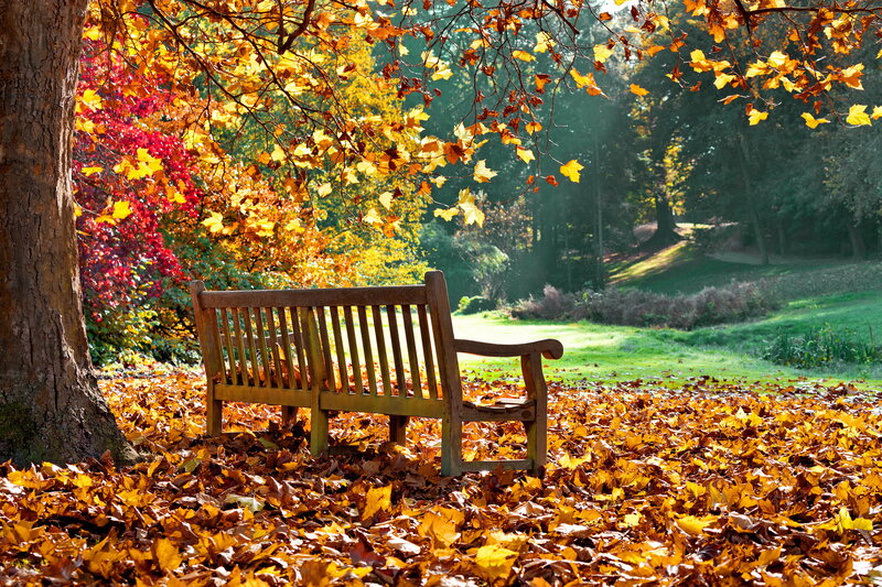 Wooden Bench in Autumn — Yellow