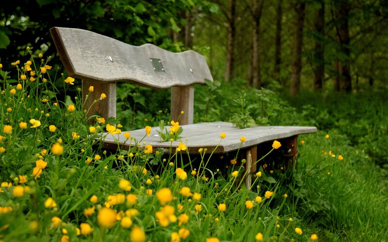 Wooden Bench in Field — Green, Serene, Spring