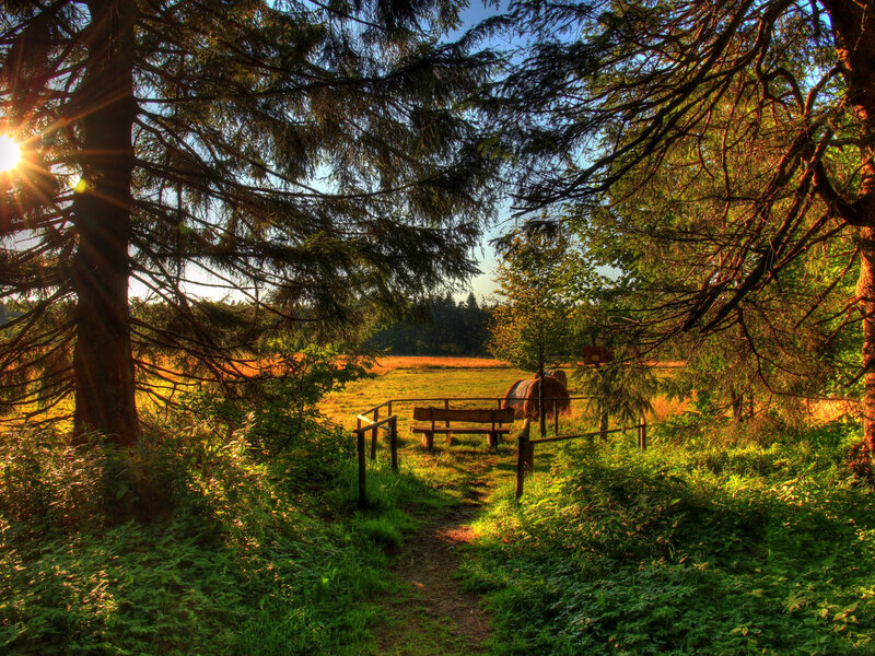 Wooden Bench in Field — Green, Serene, Sunset, Photograph