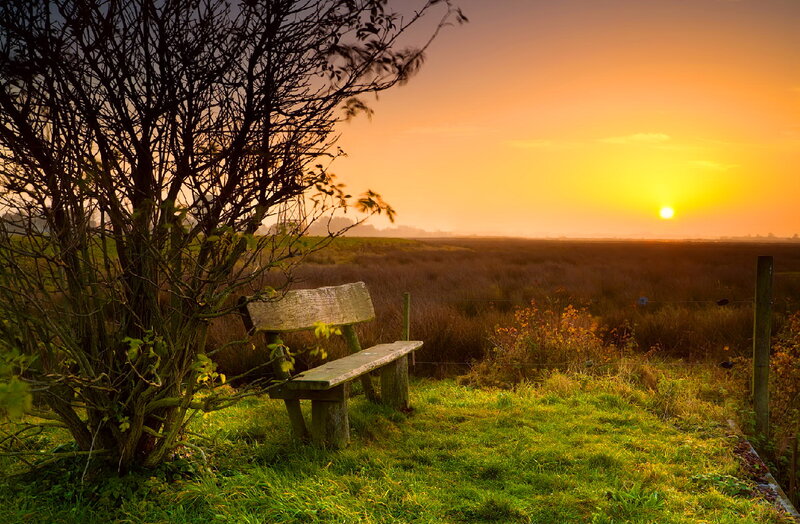 Wooden Bench in Field — Green, Serene, Sunset, Photograph, Tree