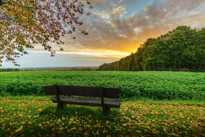 Wooden Bench in Field — Green, Serene, Sunset, Photograph, Trees