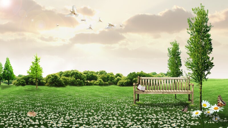 Wooden Bench in Field — Green