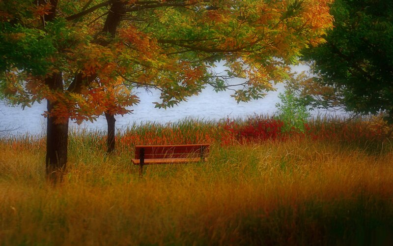 Wooden Bench in Field — Orange, Serene, Autumn, Photograph