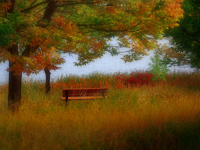 Wooden Bench in Field — Orange, Serene