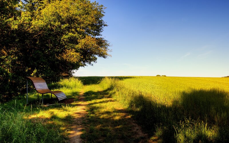 Wooden Bench in Field