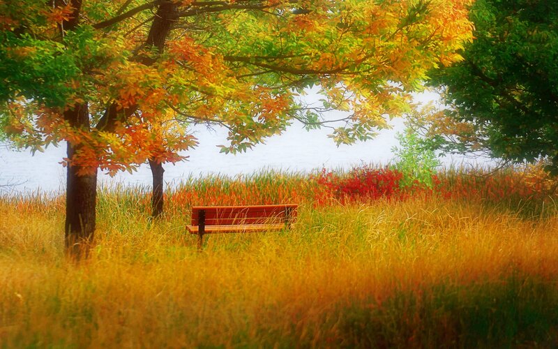 Wooden Bench in Field — Yellow, Serene