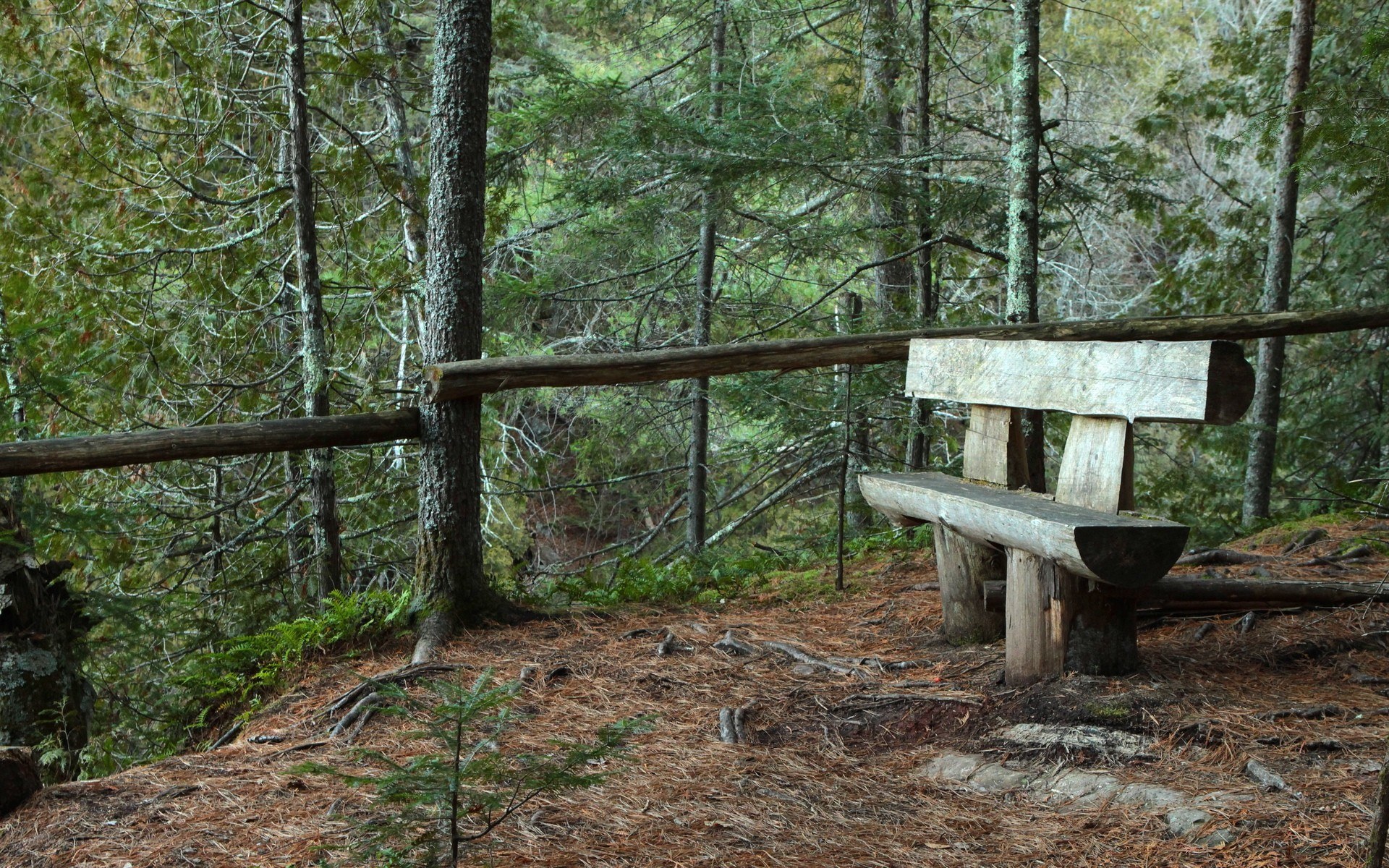 Wooden bench in forest