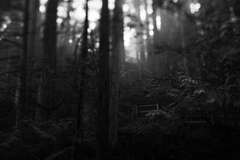 Wooden Bench in Forest — Black, Mysterious
