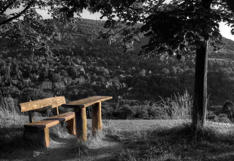 Wooden Bench in Forest — Black, Serene