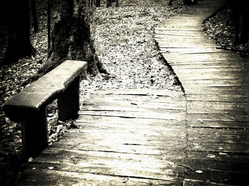 Wooden Bench in Forest — Black