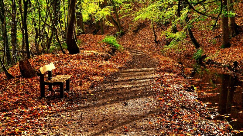 Wooden Bench in Forest — Brown, Serene, Autumn, Photograph, Path, Trees