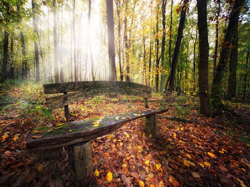 Wooden Bench in Forest — Brown, Serene, Autumn, Photograph