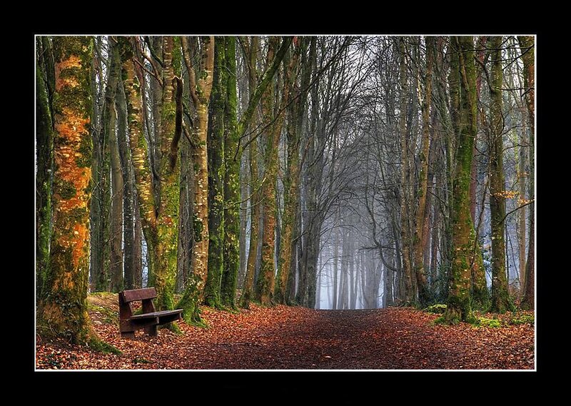 Wooden Bench in Forest — Brown, Serene, Autumn, Photograph, Trees, Path, Leaves