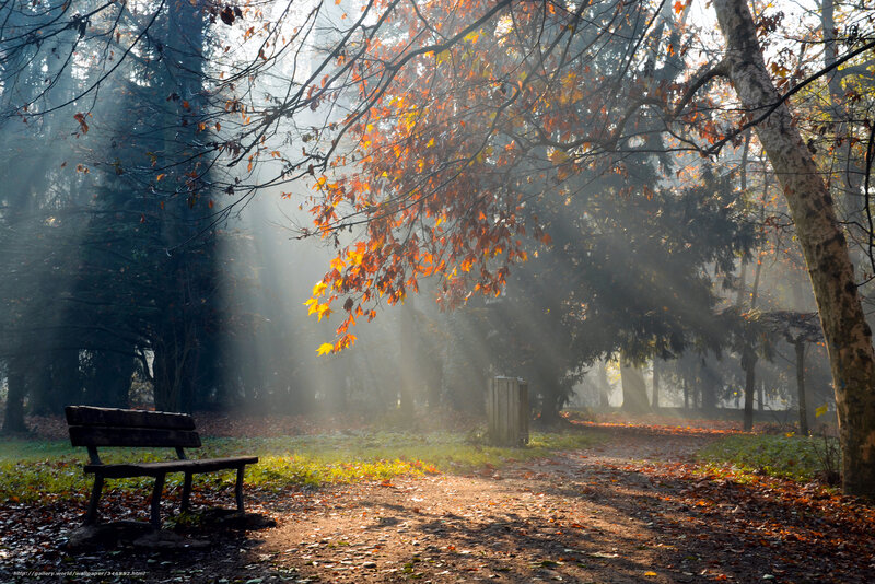Wooden Bench in Forest — Brown, Serene, Autumn, Photograph, Trees, Path