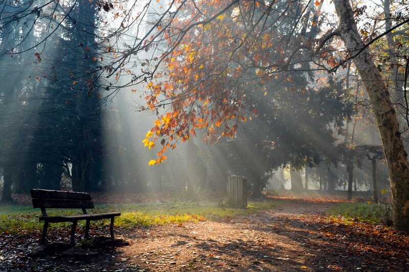Wooden Bench in Forest — Brown, Serene, Autumn, Photograph, Trees, Sunlight, Path