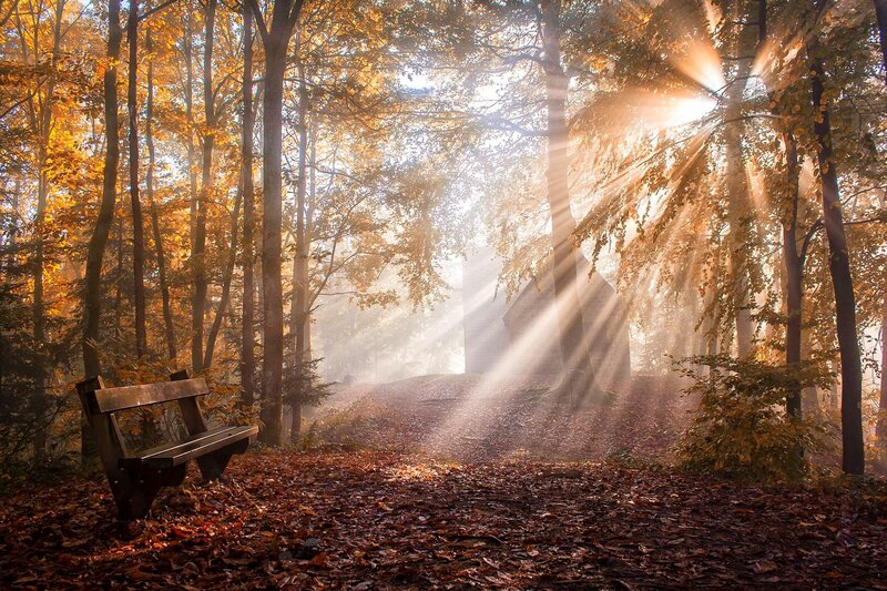 Wooden Bench in Forest — Brown, Serene, Autumn, Photograph, Trees, Sunlight