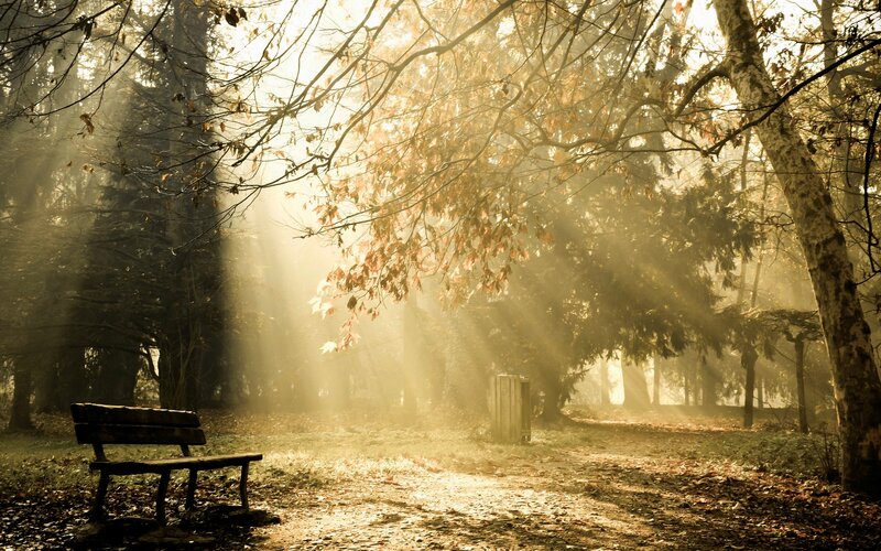 Wooden Bench in Forest — Brown, Serene, Autumn, Photograph, Trees