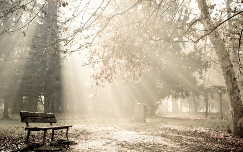 Wooden Bench in Forest — Brown, Serene, Morning, Photograph