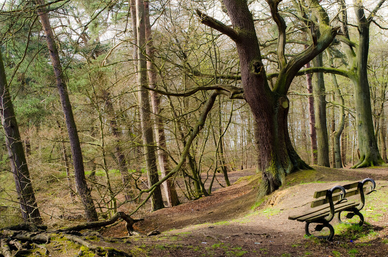 Wooden Bench in Forest — Brown, Serene, Spring