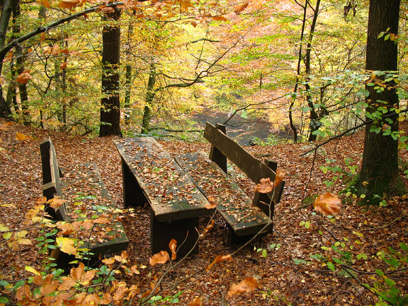 Wooden Bench in Forest — Brown, Serene