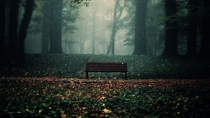 Wooden Bench in Forest — Green, Misty, Autumn, Photograph