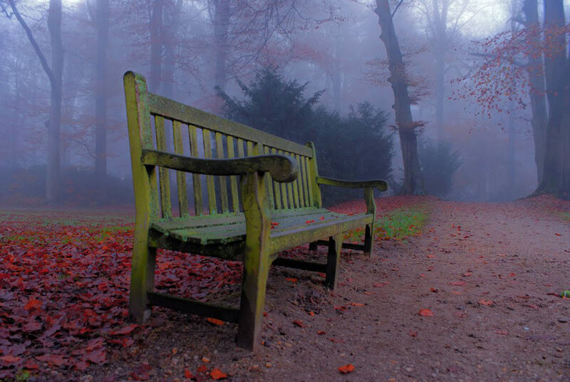Wooden Bench in Forest — Green, Misty, Autumn