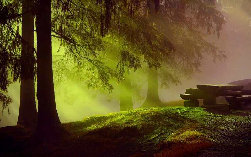 Wooden Bench in Forest — Green, Misty
