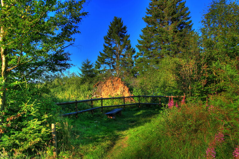 Wooden Bench in Forest — Green, Serene, Afternoon, Photograph, Fence