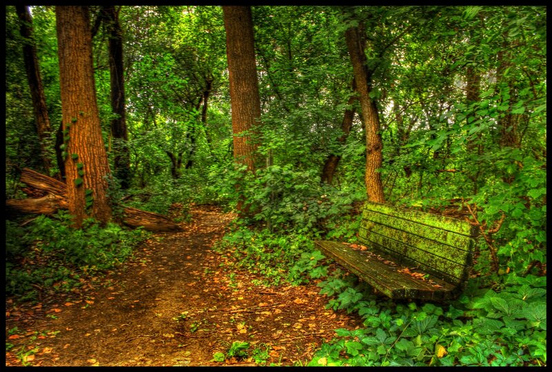 Wooden Bench in Forest — Green, Serene, Afternoon, Photograph, Path