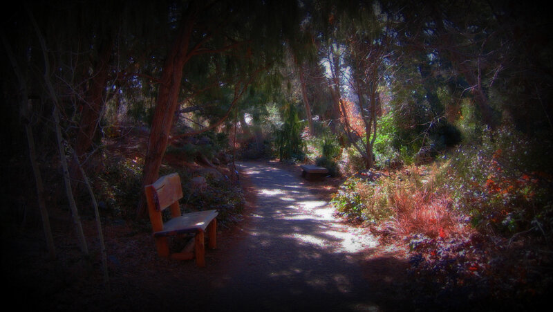 Wooden Bench in Forest — Green, Serene, Afternoon, Photograph