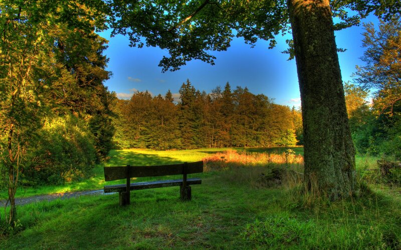 Wooden Bench in Forest — Green, Serene, Afternoon, Photograph, Tree, Grass, Path