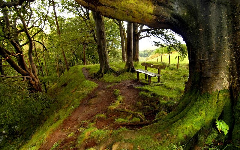 Wooden Bench in Forest — Green, Serene, Afternoon, Photograph, Tree