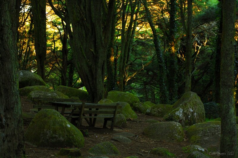 Wooden Bench in Forest — Green, Serene, Afternoon, Photograph, Trees