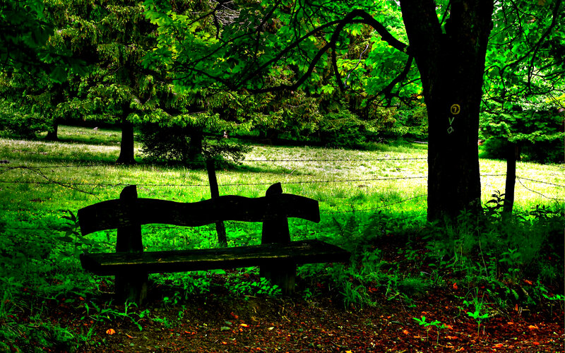 Wooden Bench in Forest — Green, Serene, Afternoon