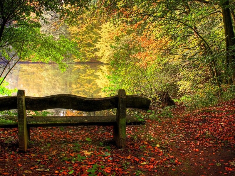 Wooden Bench in Forest — Green, Serene, Autumn, Photograph, Lake, Fallen Leaves