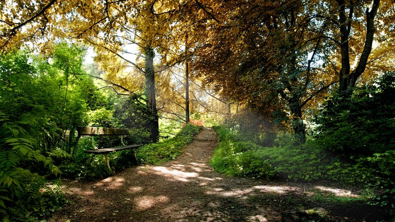 Wooden Bench in Forest — Green, Serene, Autumn, Photograph, Path