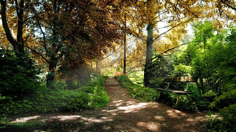 Wooden Bench in Forest — Green, Serene, Autumn, Photograph, Path, Trees, Sunlight