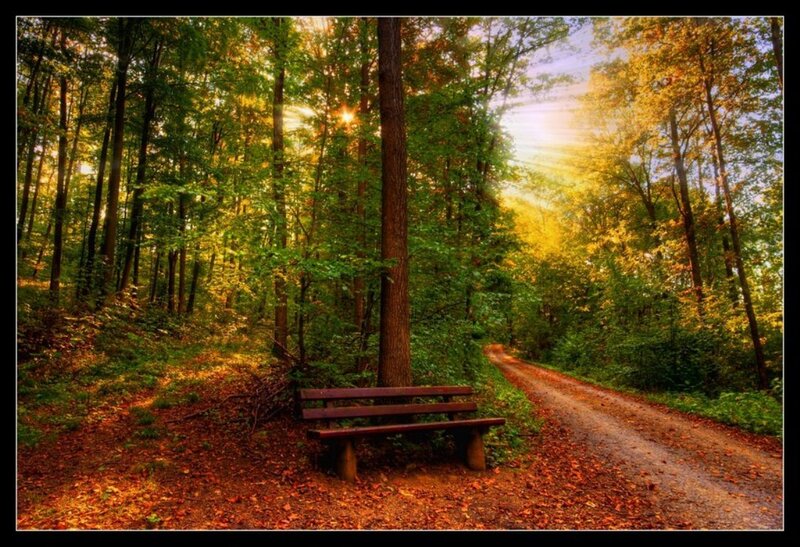 Wooden Bench in Forest — Green, Serene, Autumn, Photograph, Path, Trees