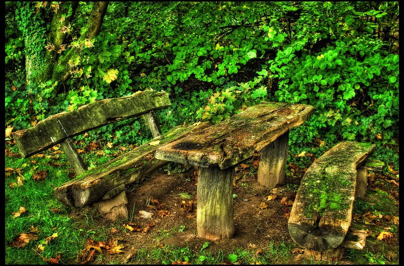 Wooden Bench in Forest — Green, Serene, Autumn, Photograph, Table