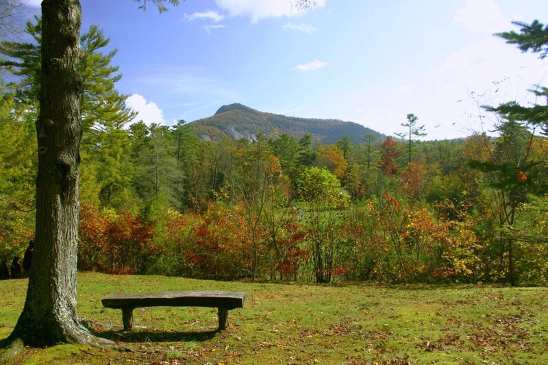 Wooden Bench in Forest — Green, Serene, Autumn, Photograph, Tree