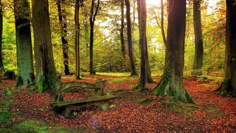 Wooden Bench in Forest — Green, Serene, Autumn, Photograph, Trees, Fallen Leaves, Moss, Brown