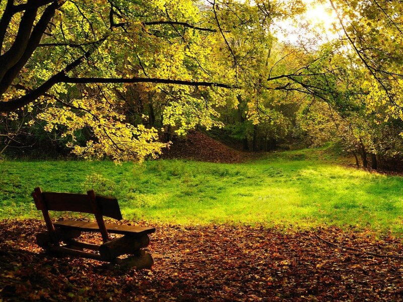 Wooden Bench in Forest — Green, Serene, Autumn, Photograph, Trees, Grass