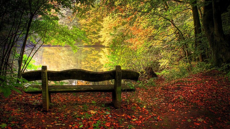 Wooden Bench in Forest — Green, Serene, Autumn, Photograph, Trees, Lake