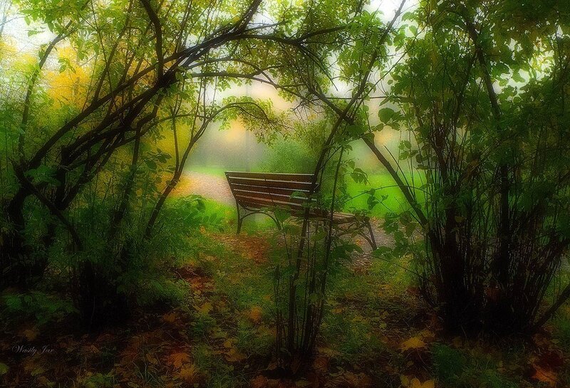 Wooden Bench in Forest — Green, Serene, Autumn, Photograph, Trees, Path